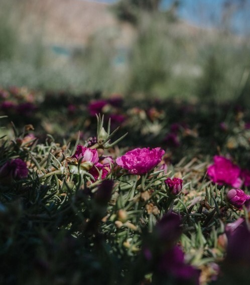 nature